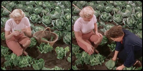 Summer Stock Garland cabbage