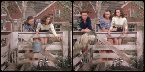 Summer Stock Garland pigs