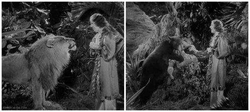 Not Dressing Allen lion bear.jpg