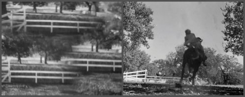 Dark Victory horse vision 2